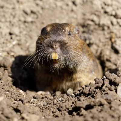 Gopher Removal Service