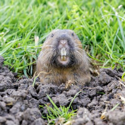 Gopher Removal