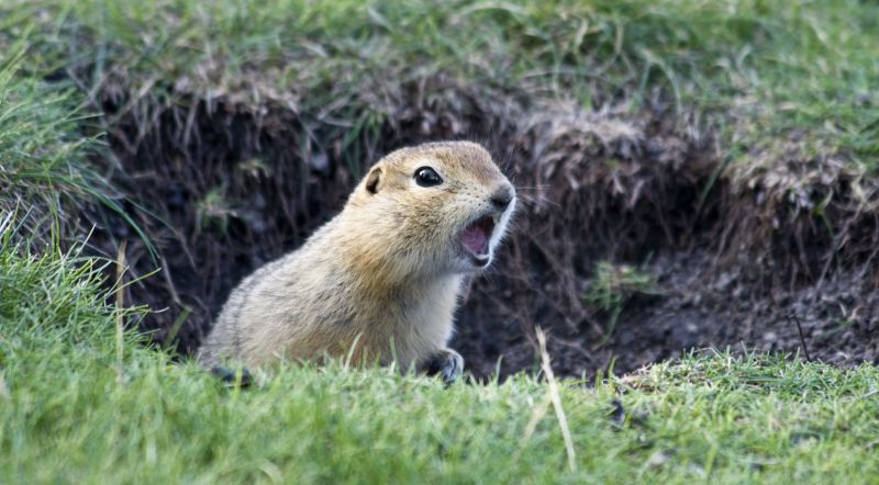 Gopher Removal