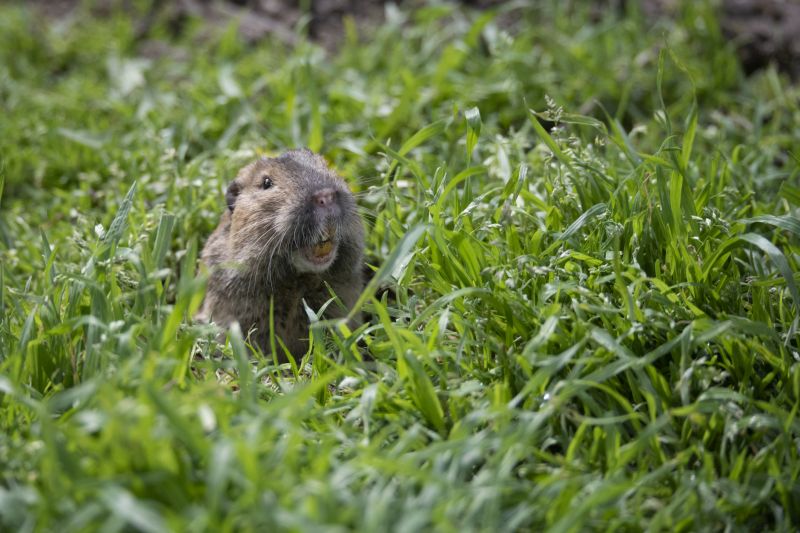 Gopher Removal