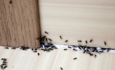 Carpenter Ant Extermination in Arlington, TX