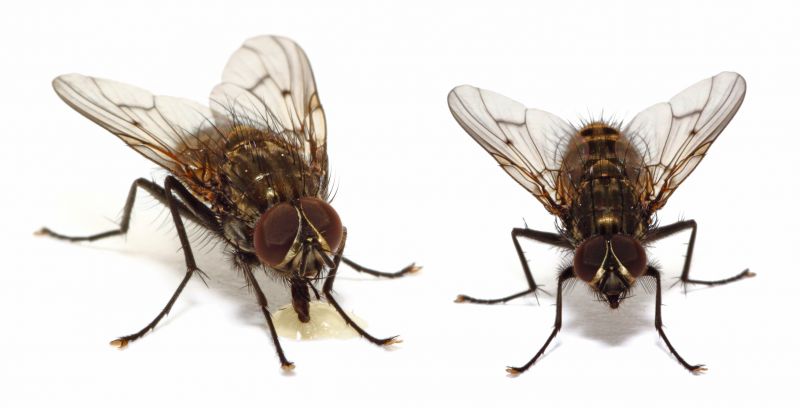 Fly Control Service in Frisco, TX