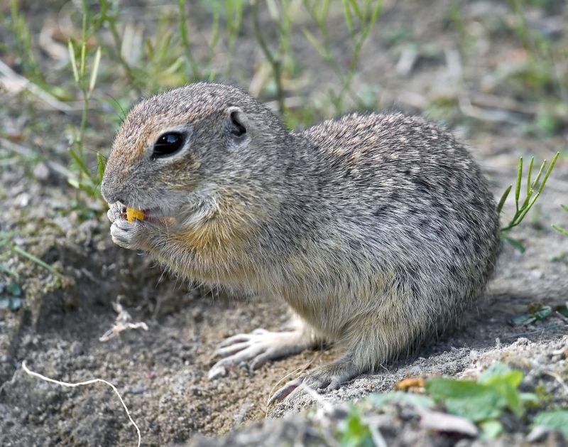 Gopher Removal