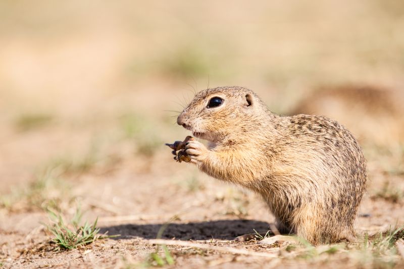 Gopher Removal