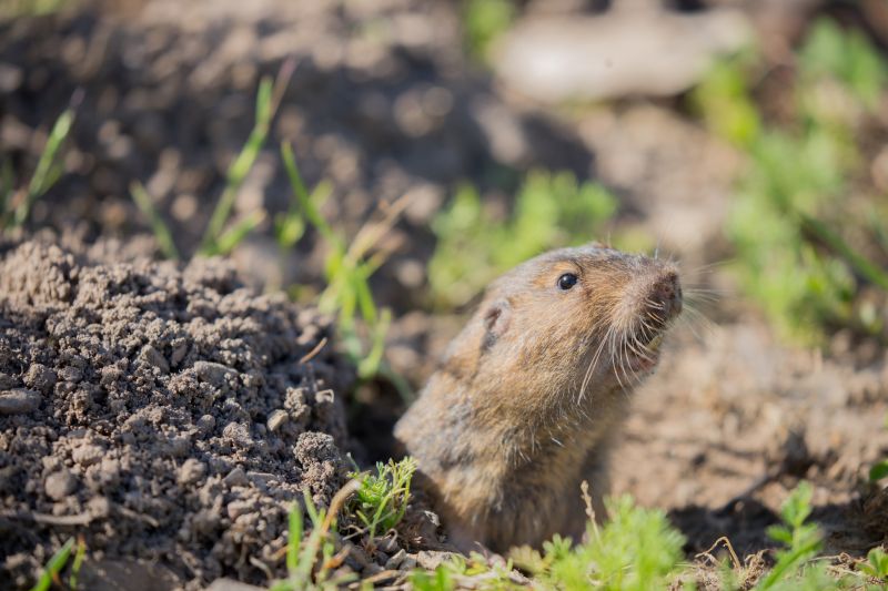 Gopher Tunnels And Burrows: What They Mean For Your Yard