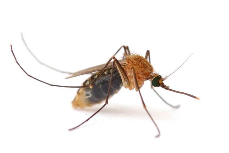 Mosquito Control Service in Katy, TX