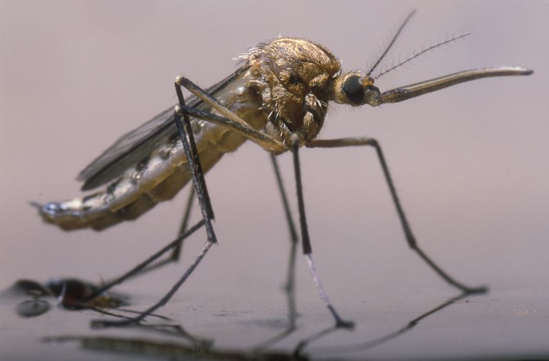 Mosquitoes Pest Control in Rockwall, TX