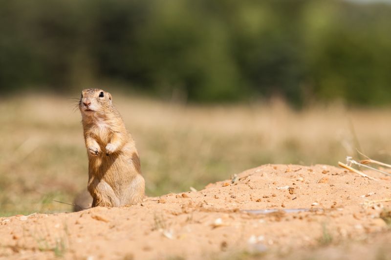 Products For Gopher Removals in use