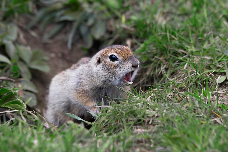 Signs You Have A Gopher Problem On Your Property