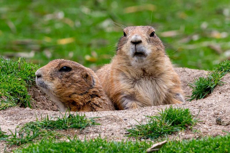 Spring Gopher Activity