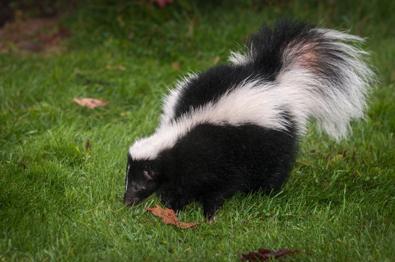 Skunk Hole