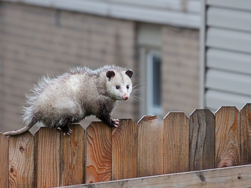 Opossum in Tree