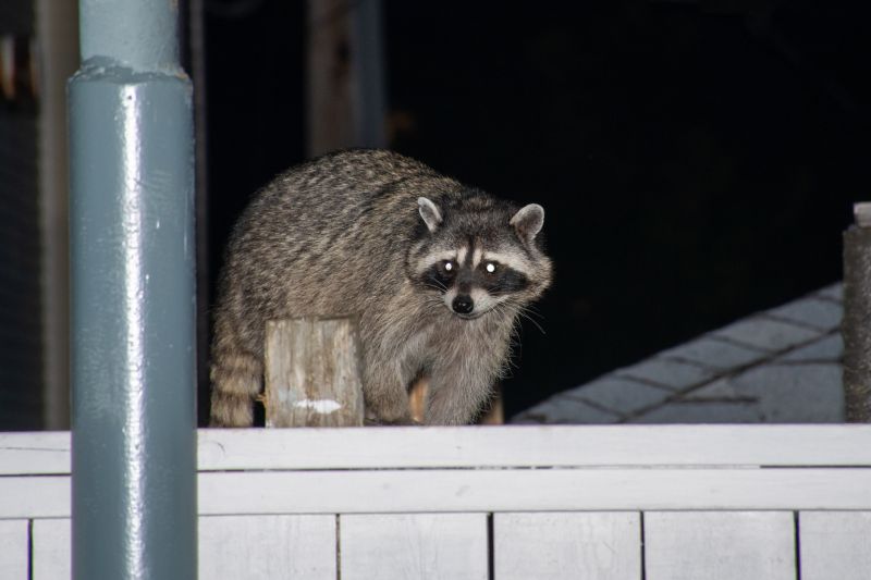 Raccoon in Tree