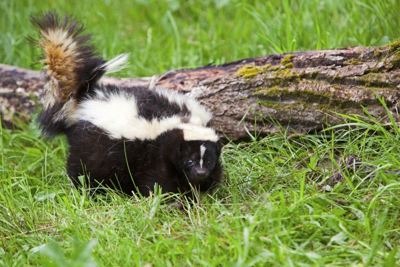 Skunk in Yard
